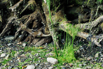 swamp setting with moss on the rocks, driftwood