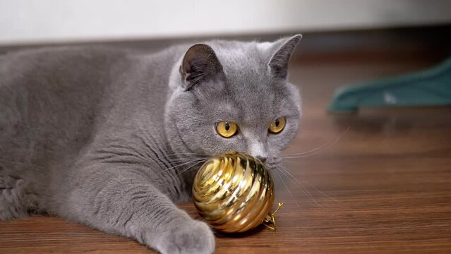 Grey British Playful Cat Playing with Christmas Shiny Golden Ball on Floor. Close up. Portrait. A large fluffy purebred cat with green eyes grabbing, licking a ball. Indoor. 2025. Pets game, behavior.