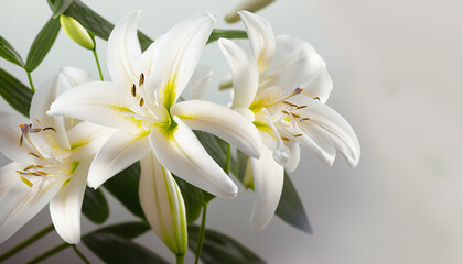 White lily flowers on light background; perfect for postcard or wallpaper