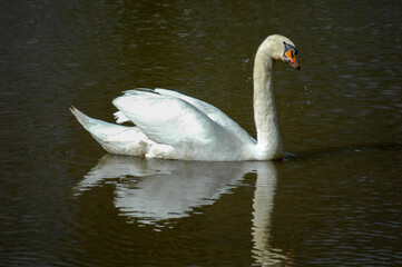 Majestic Swan on Tranquil Water