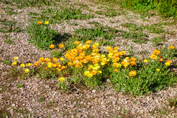 Desert wild patch of blooming African Daisy (Dimorphotheca sinuata) with bright yellow flowers during warm Arizona winter