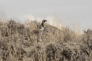 Sage Grouse