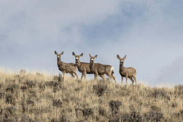 Mule Deer on a Ridge