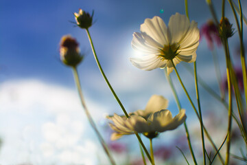 Beautiful blooming white cosmos field with blue sky background