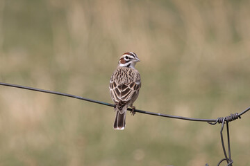 Lark Sparrow