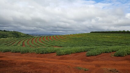 Terra vermelha do norte paranaense do Brasil, plantação de soja em curvas de nível, céu com muitas nuvens.