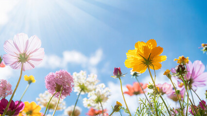 Spring meadow with colorful flowers against sunny blue sky. Nature background.