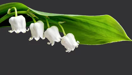 Poster Lily valley flower isolated on black background. Beautiful single muguet flower with green leaves with clipping path, side view. Naturе object for design to women's day, mother's day © Uuganbayar