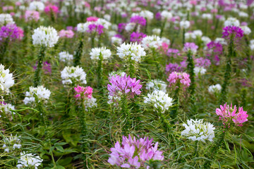 Cleome spinosa flower in the park