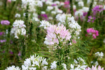 Cleome spinosa flower in the park