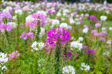 Obraz premium Cleome spinosa flower in the park