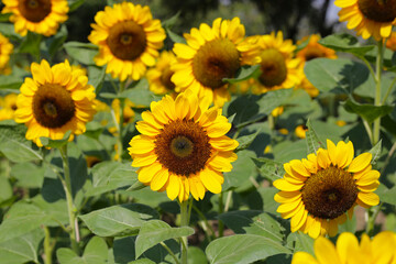 Obraz premium Blooming sunflower fields. Beautiful yellow flower