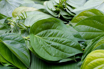 Green leaves of betel plant - obrazy, fototapety, plakaty