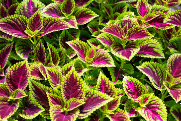 Colorful leaves of coleus or painted nettle plant