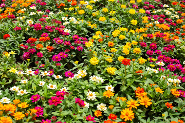 Zinnia flower in the garden