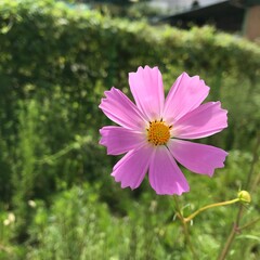 Obraz premium cosmos flower