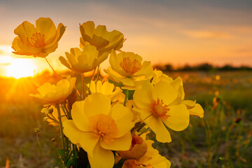 Ramo de flores amarillas en el campo al atardecer, iluminadas con luz dorada y suave del sol. AI