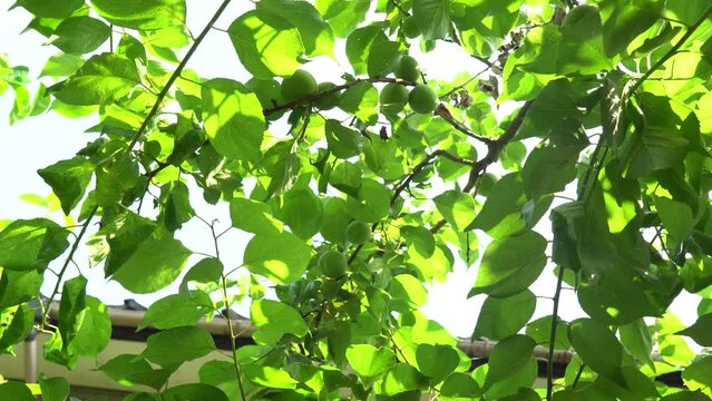 木に実る梅
