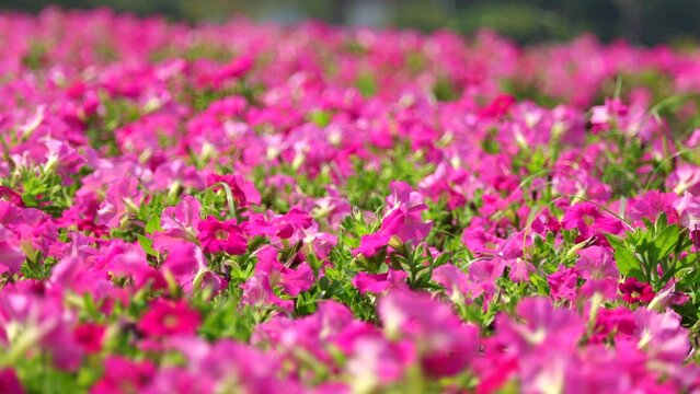 Beautiful flower garden, A Beautiful pitunia flower in the garden. Blooming beautiful park is decorated with pitunia flowers on a green leaf background sway in the wind. 