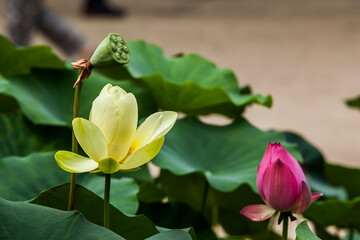 View of the lotus flower on the pond