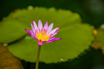 View of the lotus flower on the pond