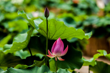 View of the lotus flower on the pond