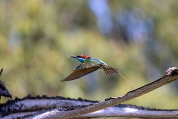 The beauty of Blue-tailed bee-eater and Chestnut-headed Bee-eater in Thailand.