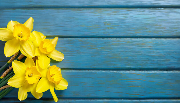Spring background with Yellow daffodils flowers on blue wood texture. Beautiful Nature Rustic background. Web banner With Copy Space