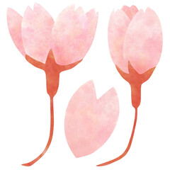 Cherry blossom bud watercolor painting Transparent PNG
