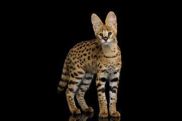 Stunning Serval Cat, piercing gaze stand out isolated on Black Background in studio