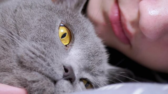Close up, Gray Fluffy British Cat Lies next to a Sleeping Child in the Bedroom. Portrait. Cat head. A cat with green eyes looking at the camera. Blurred background of a child. Texture. Rest. Bedtime.