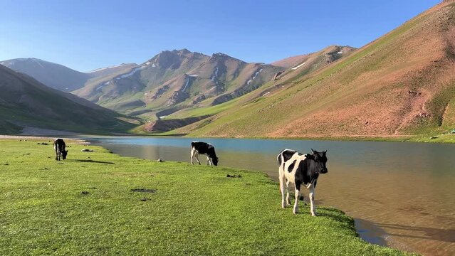 Lake Bolshoy Arashan is located at an altitude of 2770 m . Cows graze on the background of mountains near a mountain lake in Uzbekistan. Namangan region. Moraine lake. Angren Plateau, Tien Shan. 4K