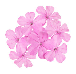 White plumbago or Cape leadwort flowers. Close up pink-purple flowers bunch isolated on transparent background.