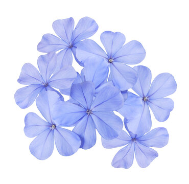 White plumbago or Cape leadwort flowers. Close up blue-purple flowers bush isolated on transparent background.