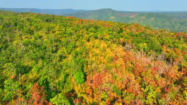 In Thailand's Deciduous Dipterocarp Forest, nature's canvas is painted with the hues of red, yellow, and orange as the dry season begins. From a drone's perspective, it's a breathtaking spectacle.
