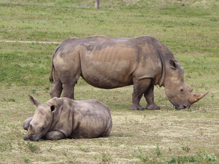Fototapeta premium White Rhinos