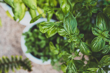 close-up of basil plant outdoor in sunny vegetable garden