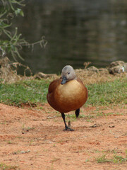 duck walking