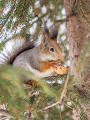 The squirrel with nut sits on tree in the winter or late autumn