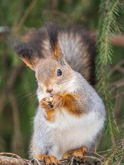 The squirrel with nut sits on tree in the winter or late autumn