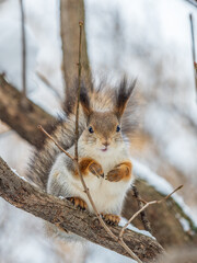The squirrel sits on a branches without leaves in the winter or autumn