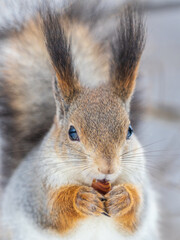 Obraz premium The squirrel with nut sits on tree in the winter or late autumn