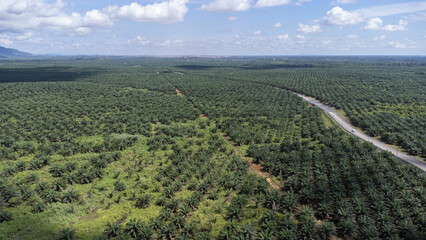 Aerial view of a freeway surrounded by oil palm plantations