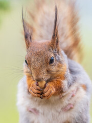 The squirrel with nut sits on a branches in the spring or summer.