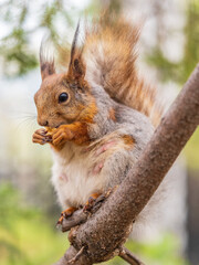 The squirrel with nut sits on a branches in the spring or summer.