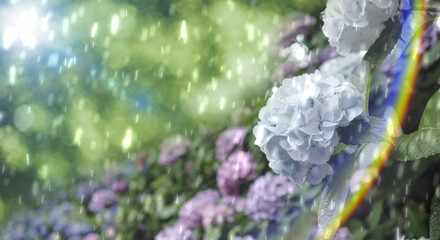 6月　雨に濡れてたくさん咲いた梅雨の紫陽花の背景　レンズフレア　日本・季節