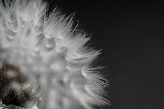 タンポポの綿毛
Dandelion fluff