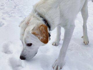 A cute white Labrador Retriever playing in the snow.