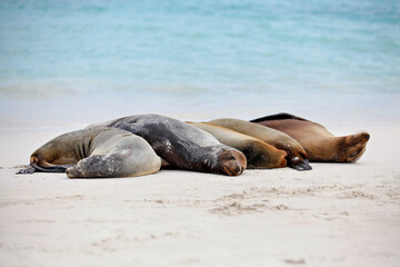 Fototapeta premium Sleeping Sea Lions