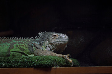 Iguana on a background of artificial grass and black stones